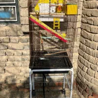 طوطی برزیلی اهلی تحویل درب منزل|پرنده|ارومیه, |دیوار