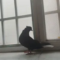 کفتر