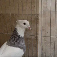 طوقی هفت رنگ نر
