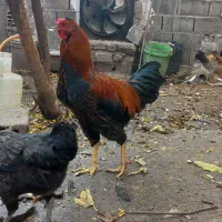 فقط فروش تخم مرغ.نطفه دار به ضمانت