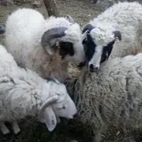 بره نر