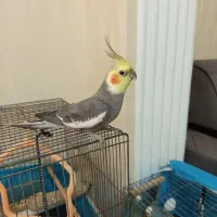 عروس هلندی|پرنده|رشت, دخانیات|دیوار