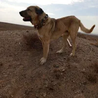 سگ گله|حیوانات مزرعه|تربت جام, جامرود|دیوار