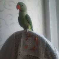 شاه طوطی ۵ ماهه