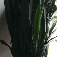 گل سانسوریا