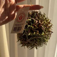 وسایل درخت کریسمس