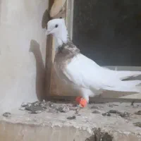 طوق هفت رنگ|پرنده|لنجان, |دیوار