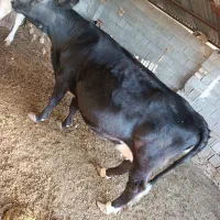 گاو شیری و ابستن|حیوانات مزرعه|ارژن, |دیوار