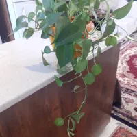 پتوس|گل و گیاه طبیعی|تهران, سلسبیل جنوبی|دیوار