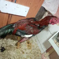 لاری لاری لاری تخم|حیوانات مزرعه|شیروان (خراسان), |دیوار