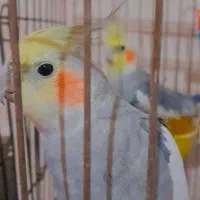 یک جفت عروس هلندی