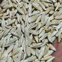 جوو|حیوانات مزرعه|همدان, |دیوار