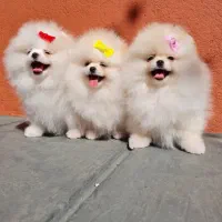 سگ پامر خرسی.پامرانین عروسکی بدون واسطه و دلال