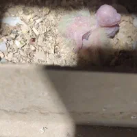 عروس هلندی مولد اصل با دوتا جوجه