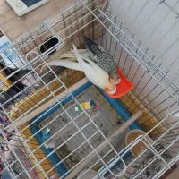 طوطی عروس هلندی|پرنده|مرودشت, تخت جمشید|دیوار