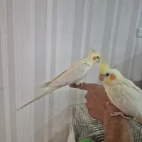 عروس هلندی لوتیتو مولد|پرنده|تهران, ابوذر|دیوار