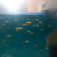 زبرا
