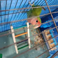 طوطی برزیلی|پرنده|تاکستان, |دیوار