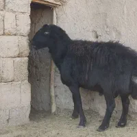 قوچ قره قزل|حیوانات مزرعه|شهرضا, |دیوار