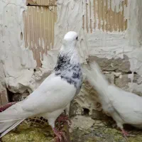 کفتر طوقی هفترنگ