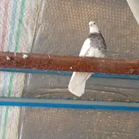 طوقی|پرنده|نیشابور, فضل|دیوار