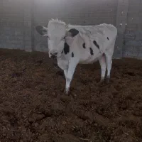 گوساله نر جنس خالص