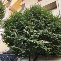 1000-متر-بنای-در-4طبقه-قیطریه