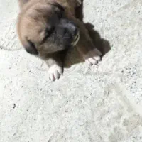 سلام توله سگ ژرمن چهار عدد نر و ماده|سگ|یزد, |دیوار