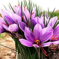 اجاره زمین کشاورزی برای زعفران
