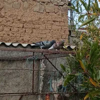 کبوتر پرشی|پرنده|گرمی, |دیوار