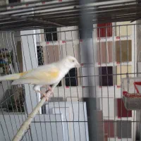 قناری موزایکی ماده|پرنده|کرمانشاه, |دیوار