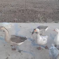 غازدورگه زیرقیمت