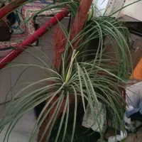 گل بدون گلدان‌ سالم