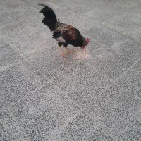 خروس ومرغ|پرنده|شادگان, |دیوار