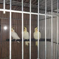 فروش تعدادی عروس هلندی لوتینو|پرنده|اهواز, پردیس|دیوار