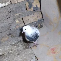 کفتر پلاکی سالم|کلکسیون و سرگرمی|ابهر, |دیوار