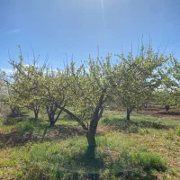 فروش باغ شهری کودیان|فروش دفتر صنعتی، کشاورزی، تجاری|شیراز, کودیان|دیوار