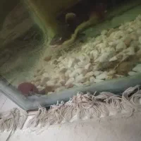 ماهی فلاور و ردتیل