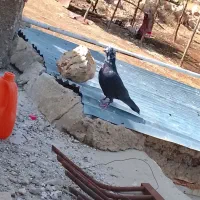 کفتر