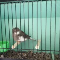 گلاستر اورجینال|پرنده|مشهد, احمدآباد|دیوار