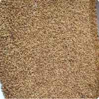 بذر یونجه مائوپا اصل تضمینی