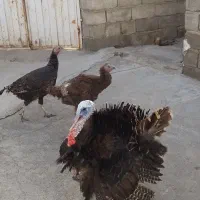 بوقلمون