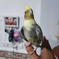 4 عدد عروس هلندی دستی سخنگو
