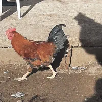 خروس|حیوانات مزرعه|گرمخان, |دیوار