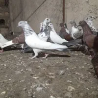 ۲۵عدد کبوتر اس|پرنده|کرج, چمران|دیوار