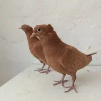 جوجه دمسفید و طوقی