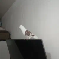 کبوتر دوکت سرخ نر گرفتنی