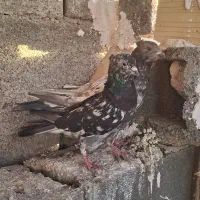 کفتر جفتی|پرنده|صباشهر, |دیوار