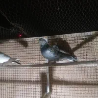 کفتر، کبوتر|پرنده|شاهرود, |دیوار