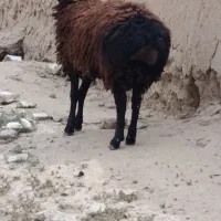 بره قوچ چینی